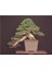 Bodur Lübnan Sediri Bonzai Ağacı Tohumu 5 Adet Bonsai Ağacı Tohumu 2