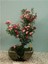 Bodur Pembe Gül Bonzai Ağacı Tohumu 5 Adet Tohum Bonsai Ağacı Tohumu 1