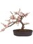 Bodur Cherry Blossom Bonzai Ağacı Tohumu 5 Adet Bonsai Ağacı Tohumu 2