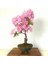 Bodur Cherry Blossom Bonzai Ağacı Tohumu 5 Adet Bonsai Ağacı Tohumu 3