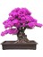 Bodur Mersin Bonzai Ağacı Tohumu 5 Adet Bonsai Ağacı Tohumu 2