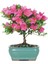 Orkide Bonzai Ağacı Tohumu 5 Adet Bonsai Ağacı Tohumu 1