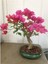 Orkide Bonzai Ağacı Tohumu 5 Adet Bonsai Ağacı Tohumu 2