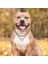 Köpek Eğitim Zinciri Pet Chooke Yaka Çift Sıralı Metal Zincir Paslanmaz Çelik Slip Yaka Büyük Köpekler Pitbull | Yaka (Gümüş) (Yurt Dışından) 4