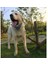 Köpek Kısa Zincir Tasma Patlama Korumalı Büyük Köpek Kurşun Pu Deri Kolu Büyük Köpek Tasmalar Bahar Tampon Metal Pet Traction | Tasmalar (Kahverengi) (Yurt Dışından) 4