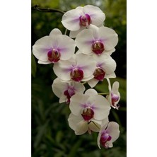 Tohum Dünyam 10 Adet Beyaz-Kırmızı Melek Orkide Çiçeği Tohumu