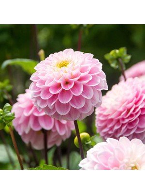 Han 2 Adet Yıldız Dahlıa Çiçek Soğanı-KOD56