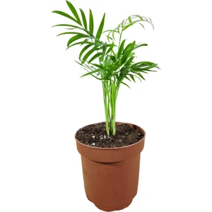 Bitki Fidanım Dağ Palmiyesi- Chamaedorea Elegans 20-30 Cm
