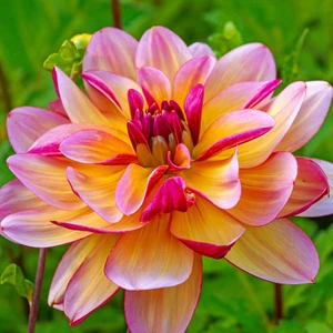 2 Adet Yıldız Dahlıa Çiçek Soğanı-KOD82