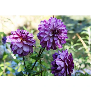 2 Adet Yıldız Dahlıa Çiçek Soğanı-KOD88