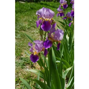 4 Adet Süsen Iris Çiçek Soğanı-KOD1212