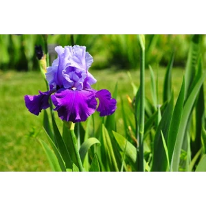 2 Adet Süsen Iris Çiçek Soğanı-KOD111