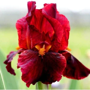 2 Adet Süsen Iris Çiçek Soğanı-KOD119