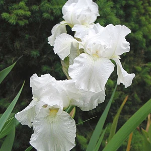 2 Adet Süsen Iris Çiçek Soğanı-KOD123