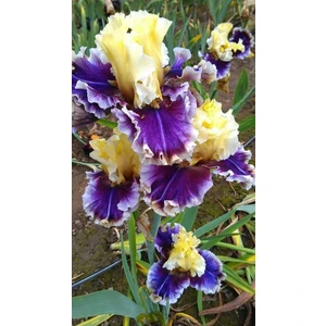 2 Adet Süsen Iris Çiçek SOĞANI-KOD115