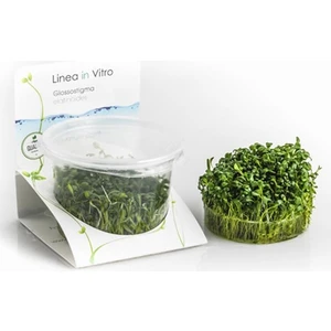 İthal Bitki Glossostigma Elatinoides In Vitro 200CC Canlı Bitki