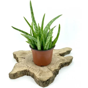 My Botanik Aloe Vera 20-30 cm