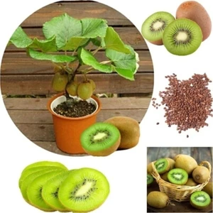Tohum Dünyam Kivi Bonzai Ağacı Tohumu 5 Adet Bonsai Ağacı Tohumu