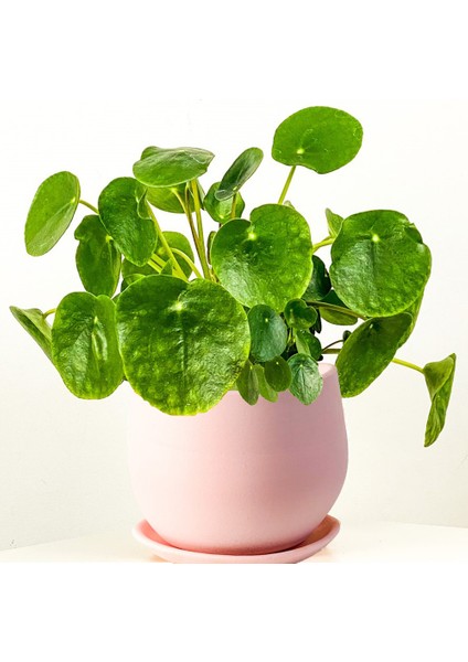 Pilea Peperomioides Pembe Curvy Saksılı - Çin Para Bitkisi
