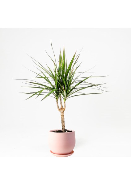 Dracaena Marginata-Tek Gövdeli Curvy Pembe Saksılı 40-60cm