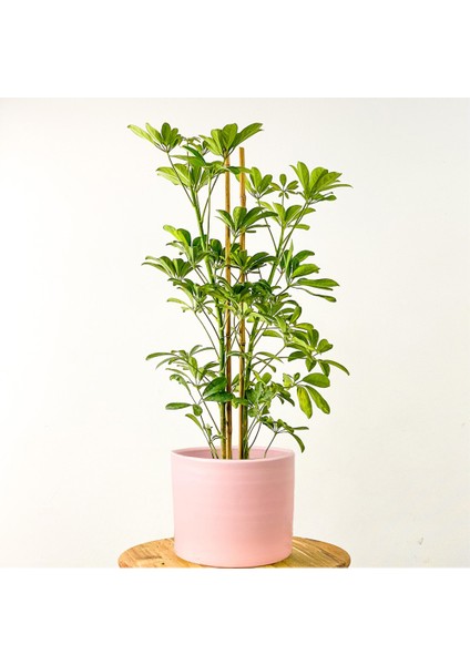 Şeflera Gold Capella Ruby Pembe Saksılı 2 Dallı 80-100 cm