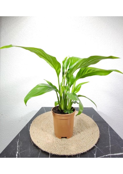 Barış Çıçeğı(Spathıphyllum)30-50cm