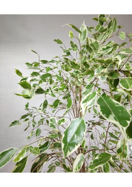 Ficus Benjamina Starlight 80-100 Cm