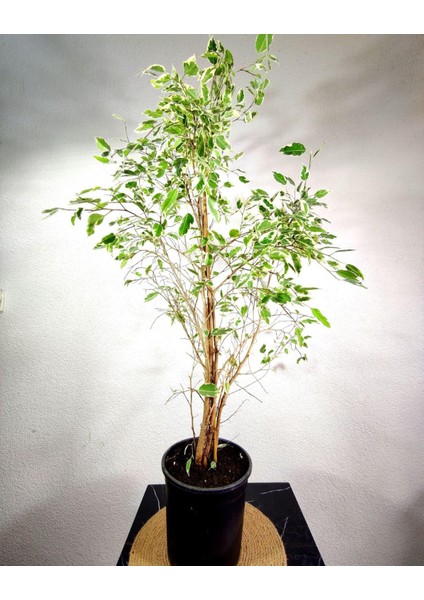 Ficus Benjamina Starlight 80-100 Cm