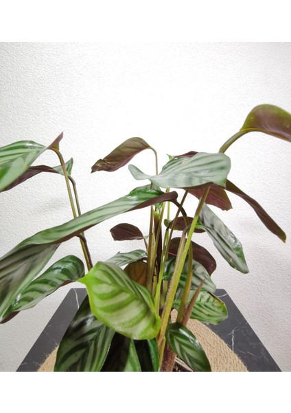 Kalatya Bitkisi-Dua Çiçeği-Calathea Ornata Oppenheimi 25- 35 Cm fiyatları