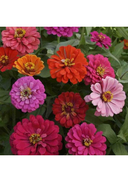 6 Adet Yıldız Dahlıa Çiçek Soğanı-KOD75