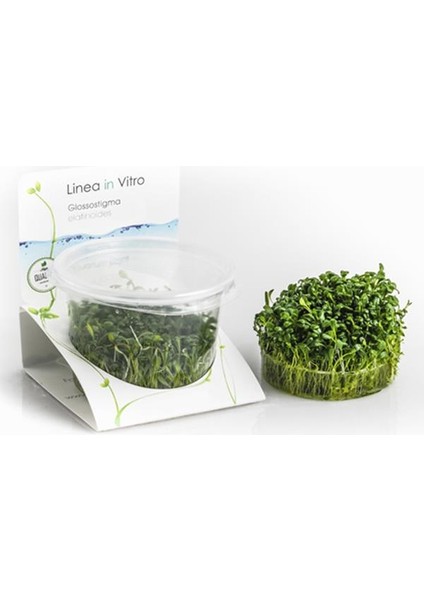 Glossostigma Elatinoides In Vitro 200CC Canlı Bitki