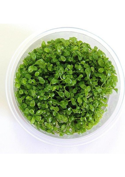 Glossostigma Elatinoides In Vitro 200CC Canlı Bitki fiyatları