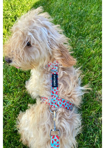 Watermelon Köpek Göğüs Tasması fiyatları