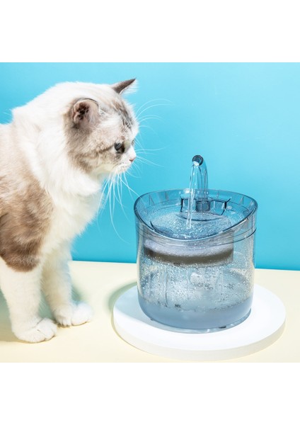 Şeffaf Pet Kedi Su Çeşmesi Filtre ile 1.6l Otomatik Köpek Su Dağıtıcı Musluk Tuzlular Içme Kase Besleyici | Kedi Besleme ve sulama Malzemeleri - (Yurt Dışından) modelleri