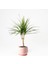 Dracaena Marginata-Tek Gövdeli Curvy Pembe Saksılı 40-60cm 1