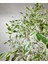 Ficus Benjamina Starlight 80-100 Cm 1