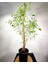 Ficus Benjamina Starlight 80-100 Cm 2