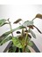 Kalatya Bitkisi-Dua Çiçeği-Calathea Ornata Oppenheimi 25- 35 Cm 2