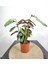 Kalatya Bitkisi-Dua Çiçeği-Calathea Ornata Oppenheimi 25- 35 Cm 3