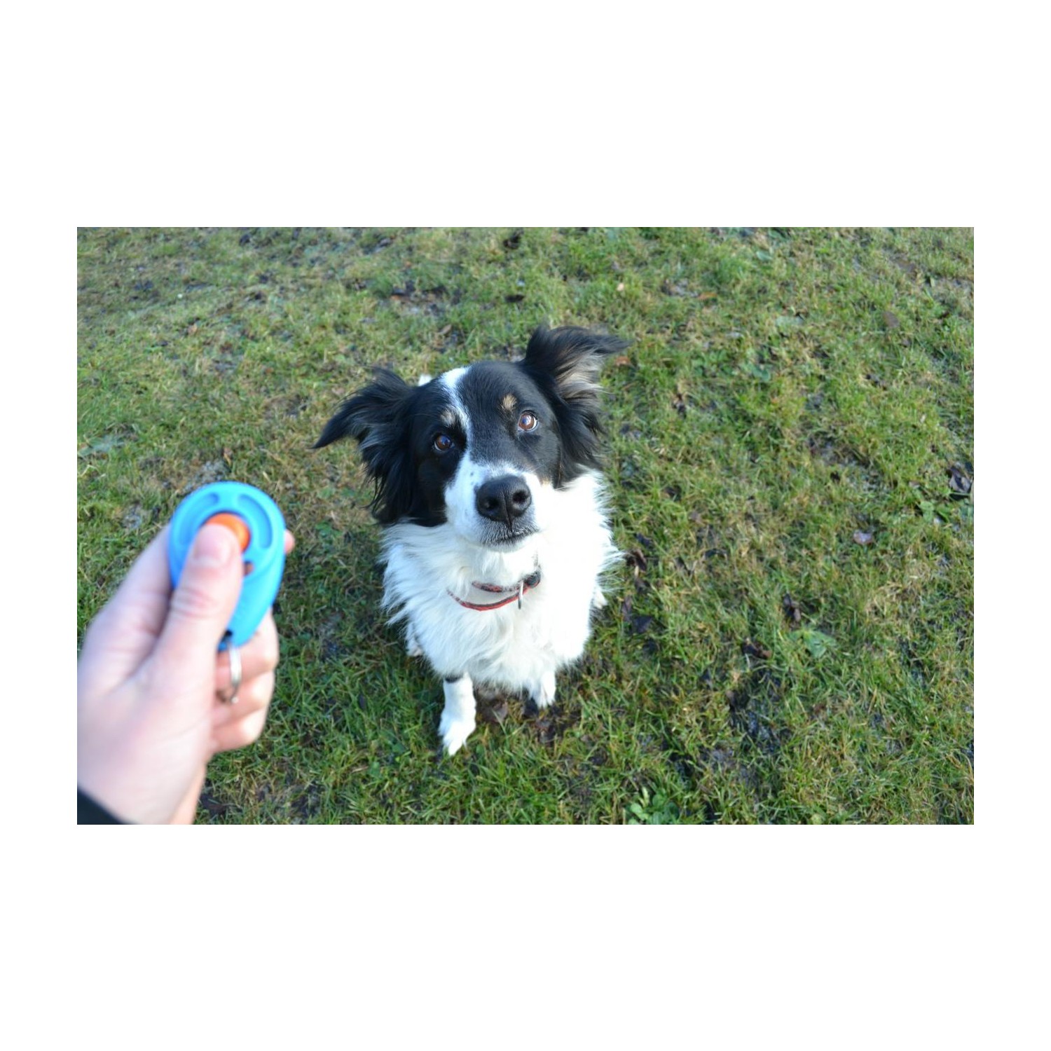 Anka Dog Clicker Köpek Eğitim Aparatı Fiyatı Taksit Seçenekleri