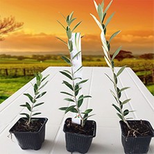 Arbequına Zeytin Fidanı 5 Adet