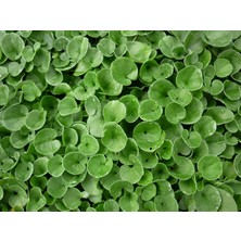 British Seeds Dichondra Fare Kulağı Çim Tohumu - 1 Kg