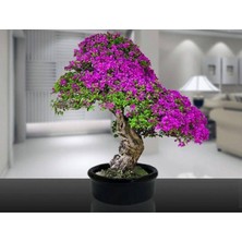 Anka Bonsai Erguvan Ekim Kiti