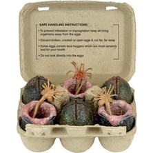 Neca Alien Xenomorph Egg Set İn Collectible Carton