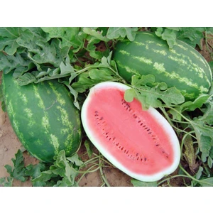 Allsweet Karpuz Tohumu 10+ Tohum Tohhum Ev Bahçe