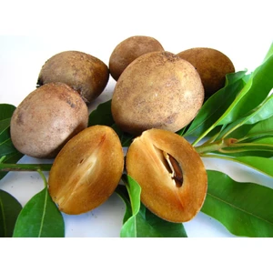 Sapodilla Meyvesi Tohumu Tohhum Ev Bahçe