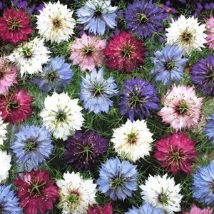 Çörekotu Çiçeği (Nigelle Damas Variee) Tohhum Ev Bahçe