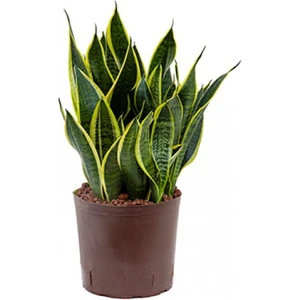 Sansevieria Trifasciata (Paşa Kılıcı, Peygamber Kılıcı)