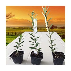 Arbequına Zeytin Fidanı 5 Adet