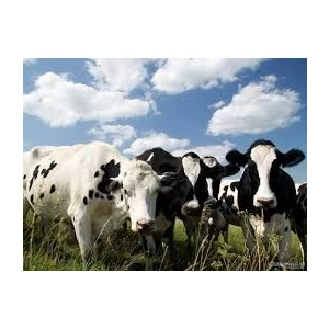 Besi Sığırlarının Beslenmesi Kitabı